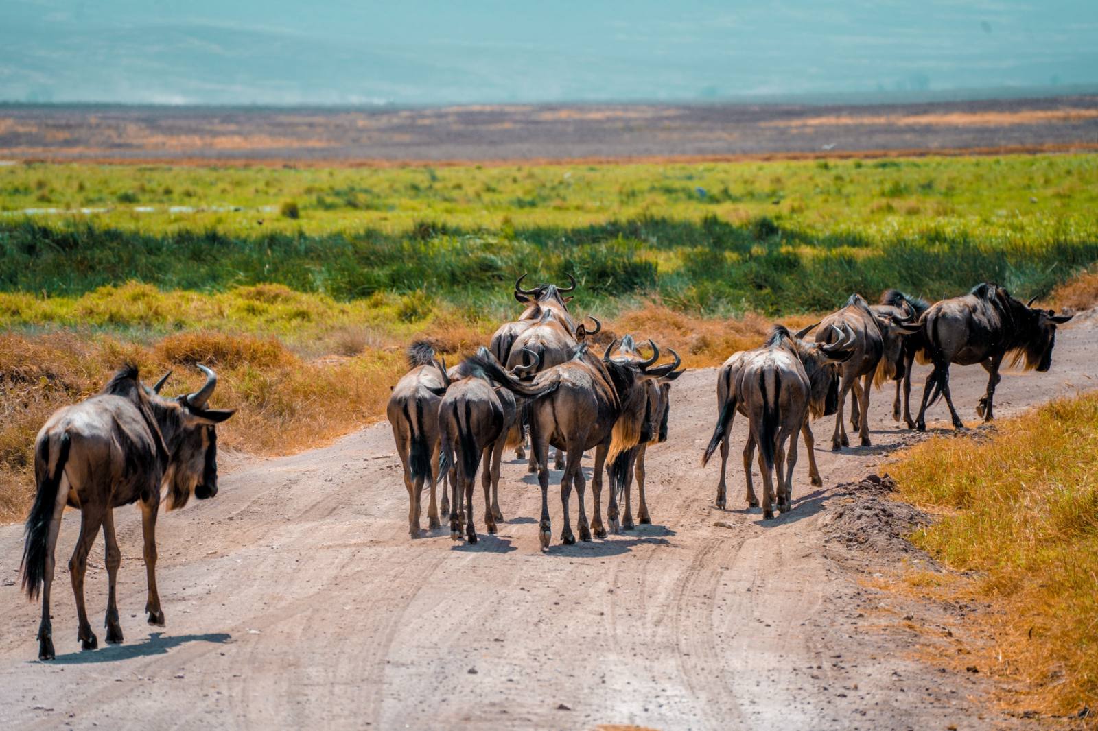 Arusha National Park Safari