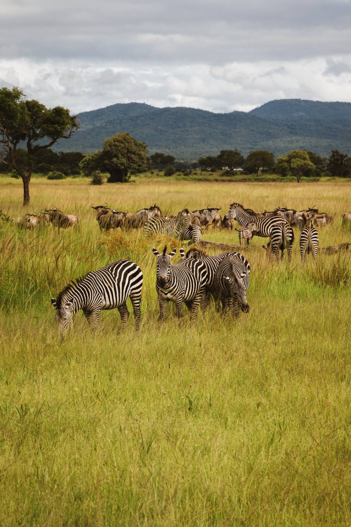 Mikumi National Park Safari