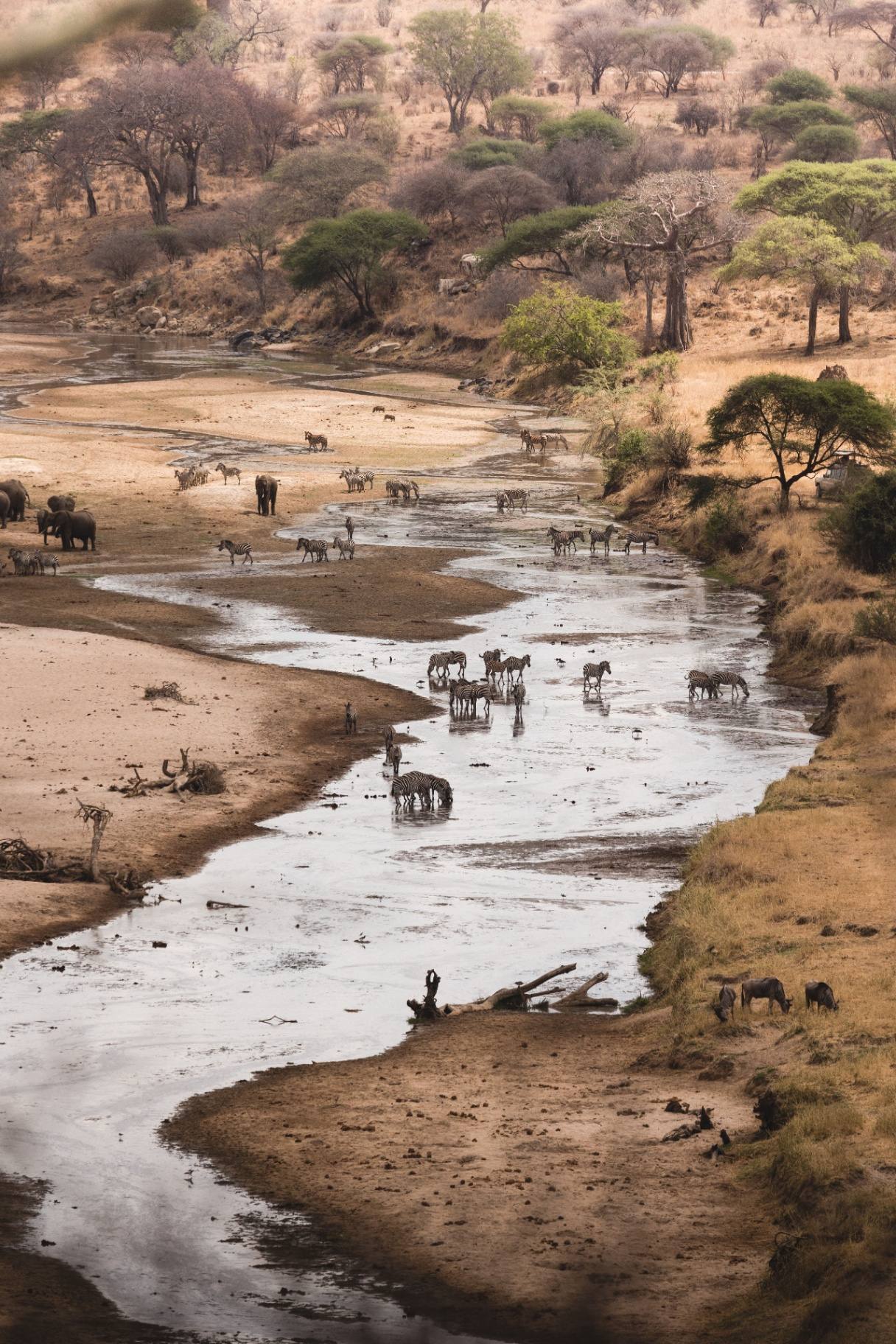 Tarangire National Park Safari